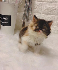 �����ӷ�ĸ ��ֳ��ѡ����ɫ