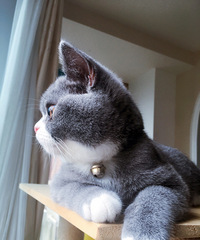 ��è������³��꣬ѰŮ��