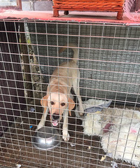 ��������Ȯ����15868605618