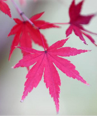 ���б��ϵķ羰