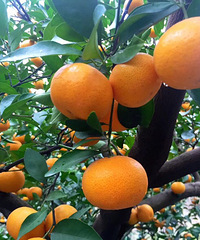 ���ұ������Բ�������ũҩ