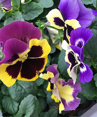 ���۸��᡿�ڼ�ͥ����˾�������Щ���ð���