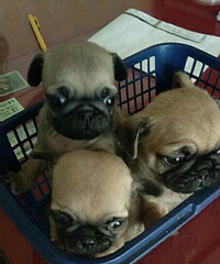 ������С�͸������