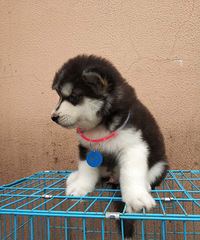 ���ۼ�������˹�ӣ�45������һ��һ����Ѱ��������