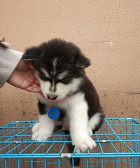 ���ۼ�������˹�ӣ�45������һ��һ����Ѱ��������