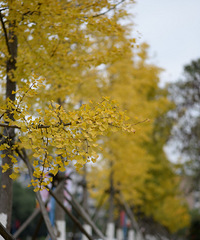 ��������Ũ