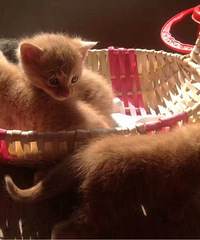 ����Сè����