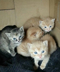 ����Сè����