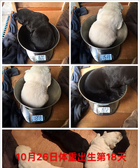 10��8�ճ�����˫Ѫͳ������ֽоƬ��ȫ�����к�ĸ�׹���