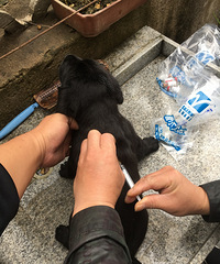 10��8�ճ�����˫Ѫͳ������ֽоƬ��ȫ�����к�ĸ�׹���