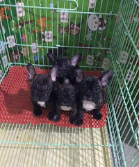 ���Ż��м���������3�����߷�����ţȮ �ͼ�ת��