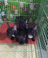 ���Ż��м���������3�����߷�����ţȮ �ͼ�ת��