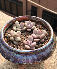 ��㷢����ûʲô̫����ûʲô��ɫ��