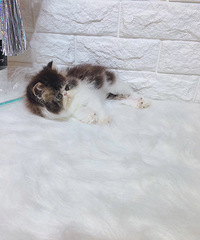 ���۲�˹�� ���� ����