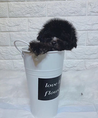 ������߻�̩��Сĸ �̿�ɫСĸ