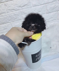 ������߻�̩��Сĸ �̿�ɫСĸ