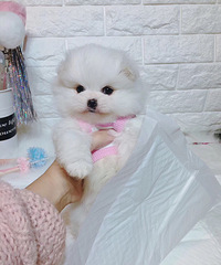 ����С����1800