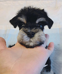 ����ѩ�������� 1000