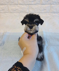 ����ѩ�������� 1000