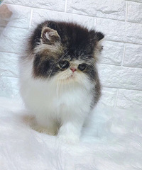 ���۲�˹�� ���� ����