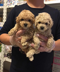 ��������̩�� �Ĺ� 399һ�����Ƽ�200�˼Ӻ��� �����