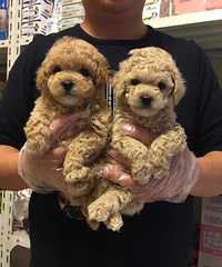 ��������̩�� �Ĺ� 399һ�����Ƽ�200�˼Ӻ��� �����