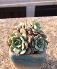 �ո��ֺõı���ʱõ��