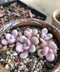 �����������ɫ