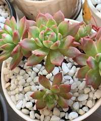 ��������Ͳ���