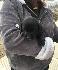 �ߵ㴮������һֻ��ĸ����40�죬��������