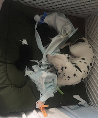 �ߵ㴮������һֻ��ĸ����40�죬��������