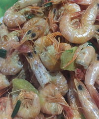 焕发暖暖光环的菜菜