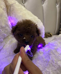 ����ͷ���ȵ�΢С̩�Ϲ�