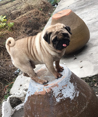 �������ְ͸�Խ���