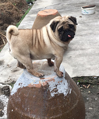 �������ְ͸�Խ���