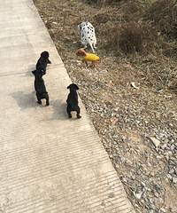 �ߵ㴮�����ߵ��ڶ����ϣ�����һֻ������