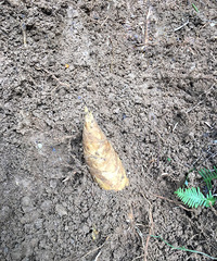 �������ζ