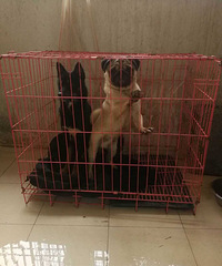 ��ֻ��������һ�����������Ǵ�Сһ�𳤴�