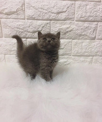 ������è��ĸ���� 1500һֻ