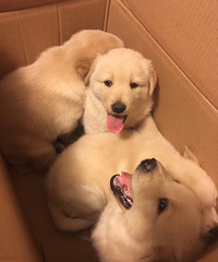 ��ë����һĸ 900һֻ