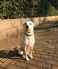 �����ã�������ɢɢ��