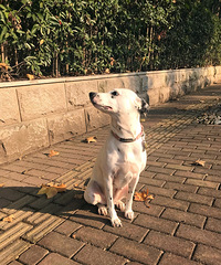 �����ã�������ɢɢ��