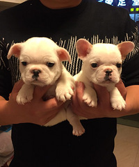 ����һ��ȫ�׷�ţ����һĸ