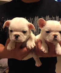 ����һ��ȫ�׷�ţ����һĸ