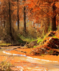 �ψ��������ա�ƭ��