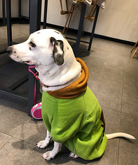 ��Ҫ��װ����ҲҪ�����·�����up��