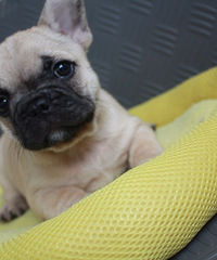 ����ɫ����ɫ����ɫ����ţ��ĸ���У�3���£�������ȫ