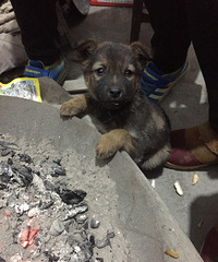 ��ɽ��լ�Ѿ���¶���� �仯�󲻴�