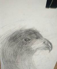 ��2017�ҵ�����˵����޲��ð�Ǯ���� ���뻨