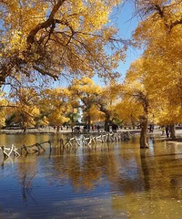 ��ƺ�����